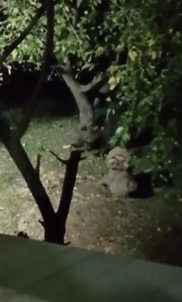 Ayı elma ziyafetine çıktı, ev sahibinin sözleri güldürdü - 1. fotoğraf