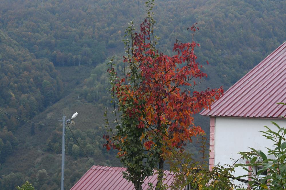 Dikmen Yaylası sonbaharın renklerine büründü - 2. fotoğraf