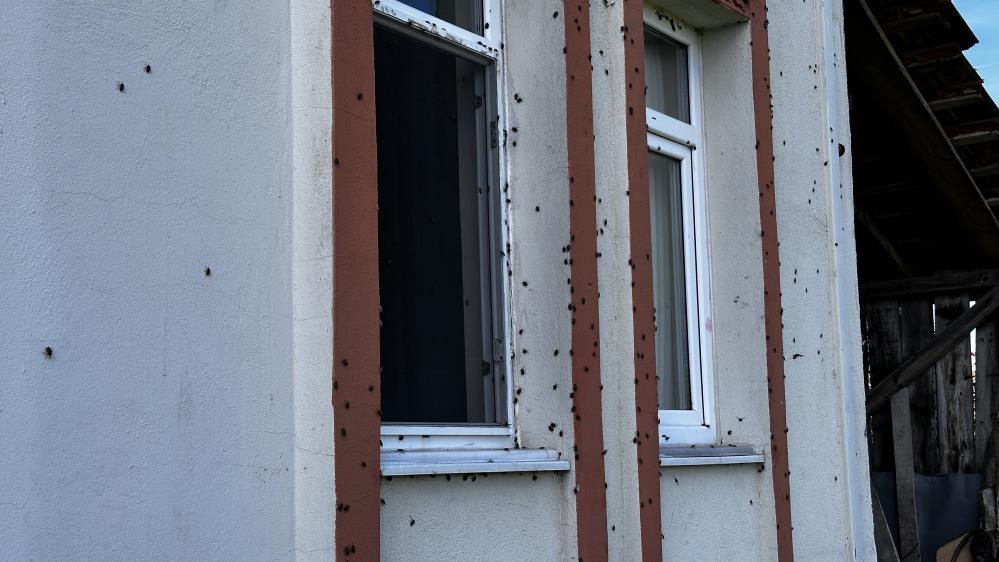 Kokarca istilasına karşı ilginç mücadele: İlaç yetmedi, tavuk ve hindiler devreye girdi - 9. fotoğraf
