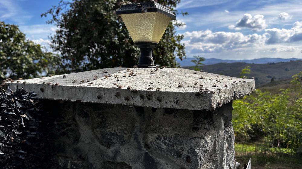 Kokarca istilasına karşı ilginç mücadele: İlaç yetmedi, tavuk ve hindiler devreye girdi - 6. fotoğraf