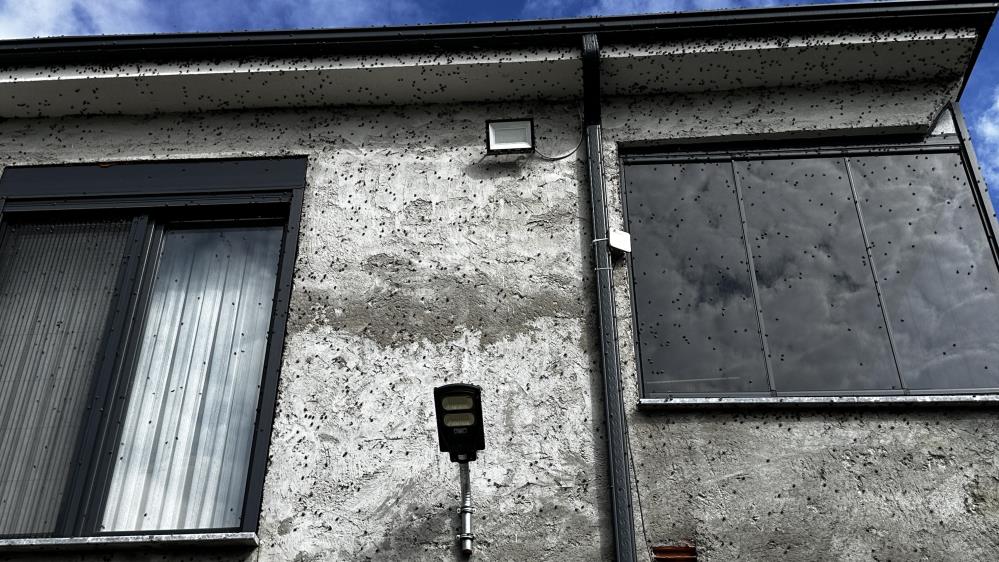 Kokarca istilasına karşı ilginç mücadele: İlaç yetmedi, tavuk ve hindiler devreye girdi - 1. fotoğraf