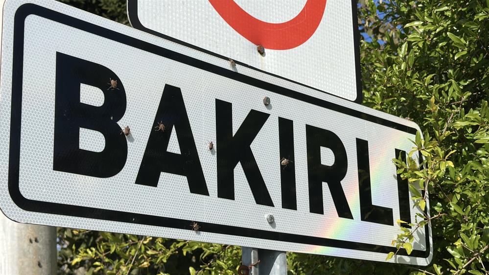Kokarca istilasına karşı ilginç mücadele: İlaç yetmedi, tavuk ve hindiler devreye girdi - 2. fotoğraf