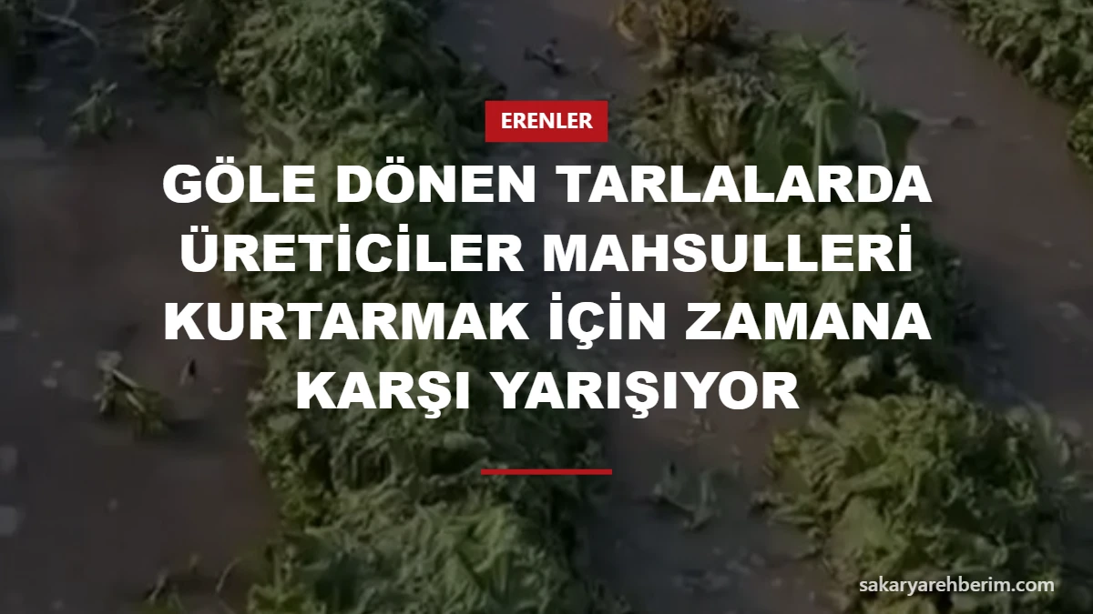 Göle dönen tarlalarda üreticiler mahsulleri kurtarmak için zamana karşı yarışıyor