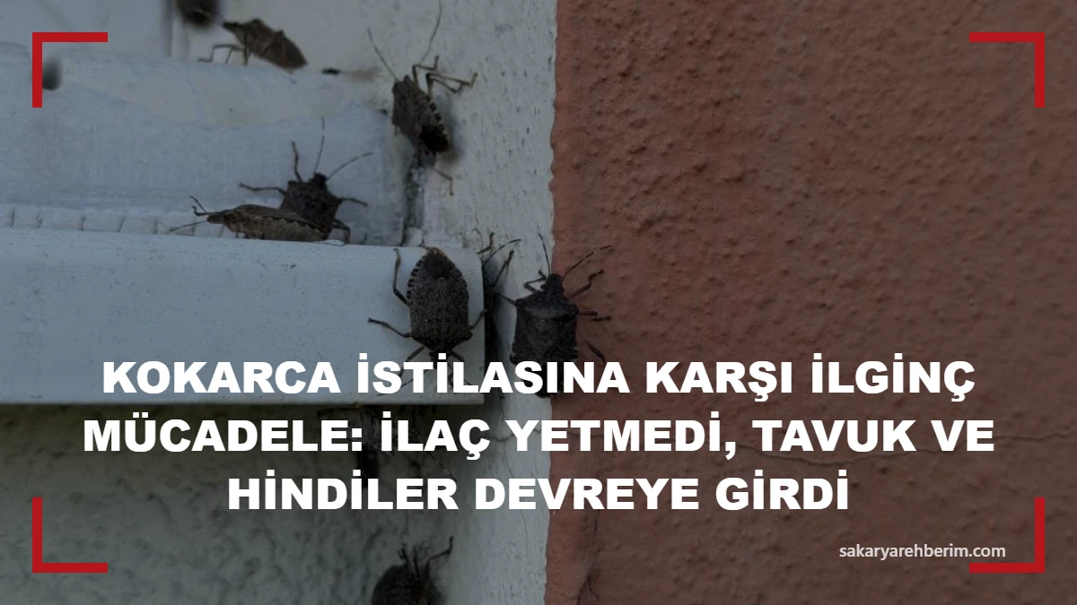 Kokarca istilasına karşı ilginç mücadele: İlaç yetmedi, tavuk ve hindiler devreye girdi
