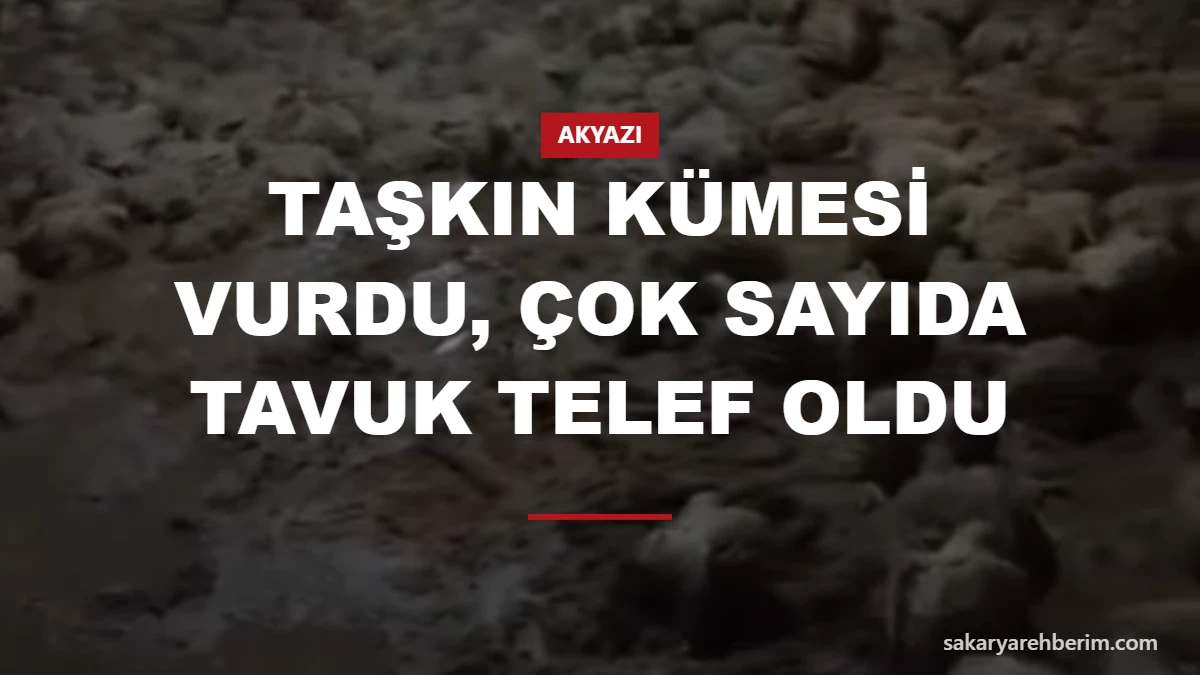 Taşkın kümesi vurdu, çok sayıda tavuk telef oldu
