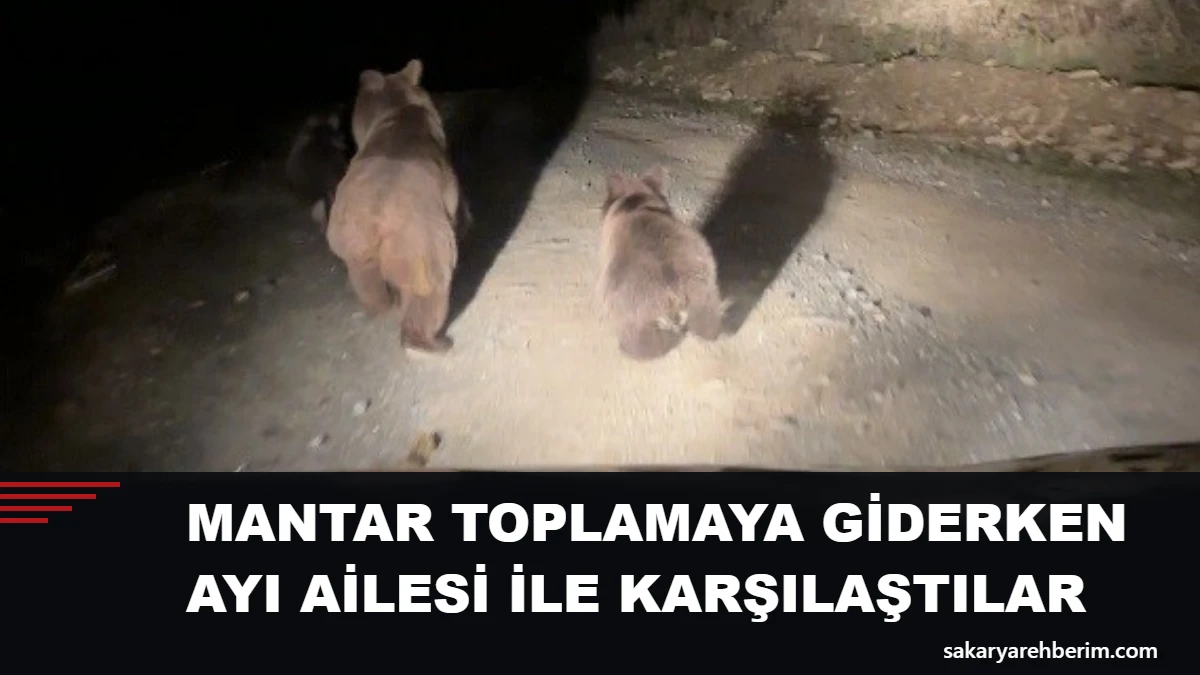 Mantar toplamaya giderken ayı ailesi ile karşılaştılar: O anlar kamerada