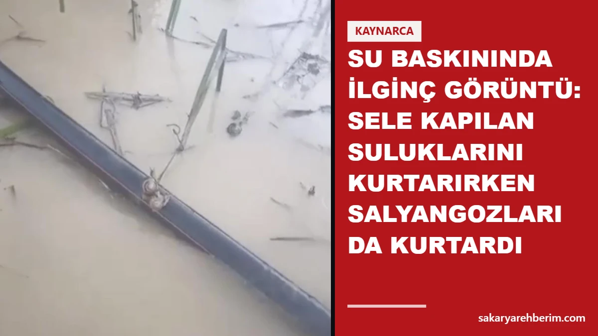 Su baskınında ilginç görüntü: Sele kapılan suluklarını kurtarırken salyangozları da kurtardı