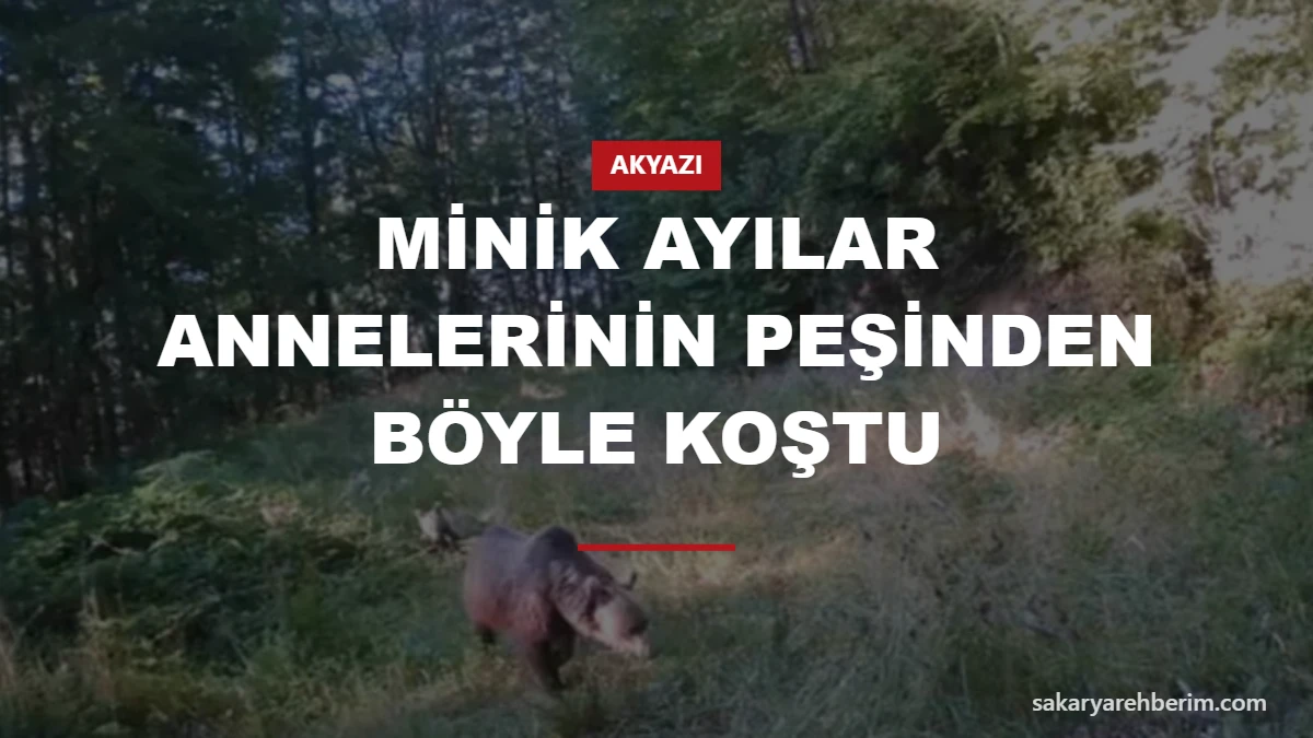 Minik ayılar annelerinin peşinden böyle koştu