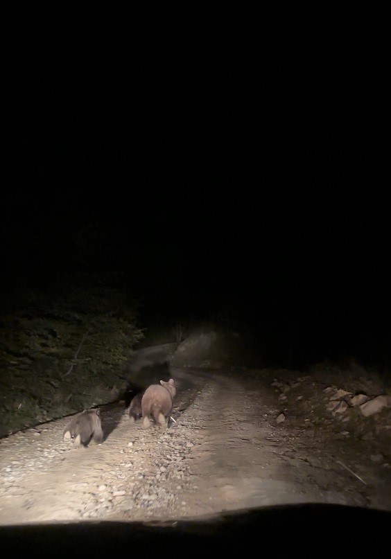 Mantar toplamaya giderken ayı ailesi ile karşılaştılar: O anlar kamerada - 2. fotoğraf