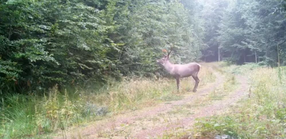 Minik ayılar annelerinin peşinden böyle koştu - 2. fotoğraf