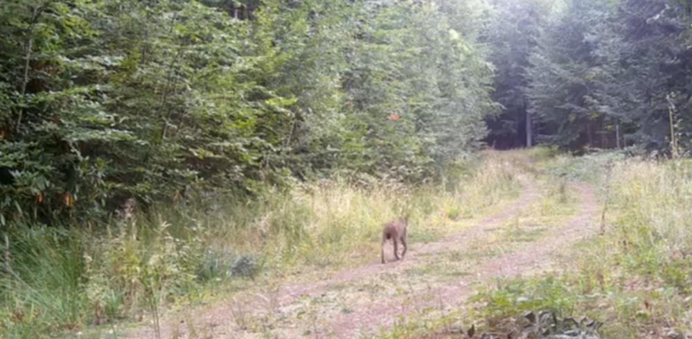 Minik ayılar annelerinin peşinden böyle koştu - 3. fotoğraf