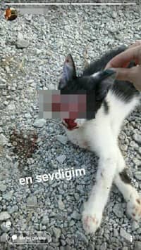 Kedi paylaşımı yapan kızdan açıklama - 2. fotoğraf