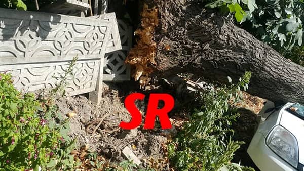 Dev ağaç yola devrildi - 5. fotoğraf