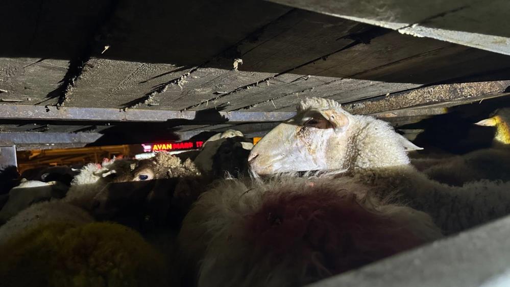 Sakarya'da 2,2 ton midye ve 156 küçükbaş ele geçirildi - 2. fotoğraf