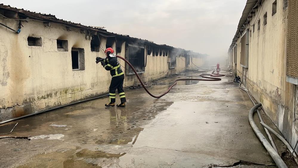 Sakarya'da tavuk çiftliğinde çıkan yangın söndürüldü - 2. fotoğraf