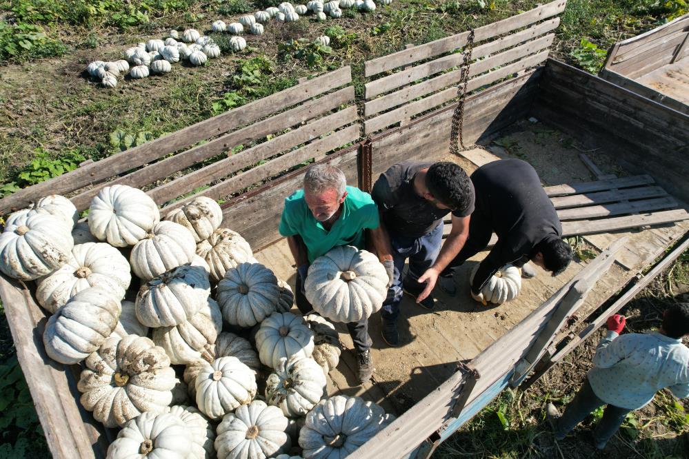 Sakarya'nın coğrafi tescilli Beyaz Elmas'ının tarladan sofraya yolculuğu - 4. fotoğraf