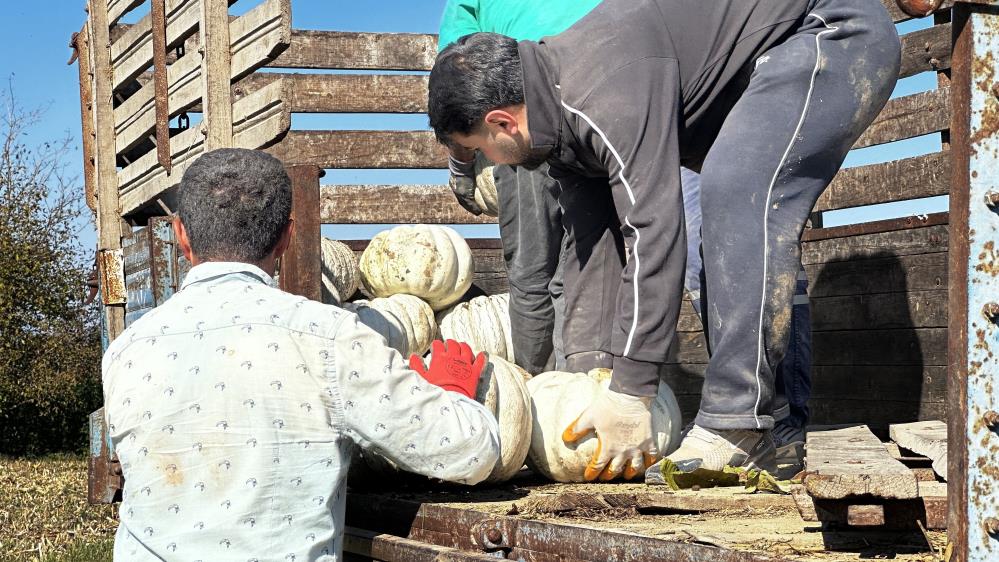 Sakarya'nın coğrafi tescilli Beyaz Elmas'ının tarladan sofraya yolculuğu - 7. fotoğraf