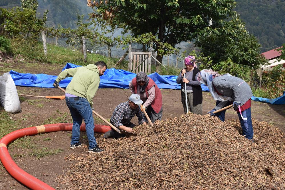 Sakarya'nın yüksek kesimlerinde fındık mesaisi devam ediyor - 1. fotoğraf
