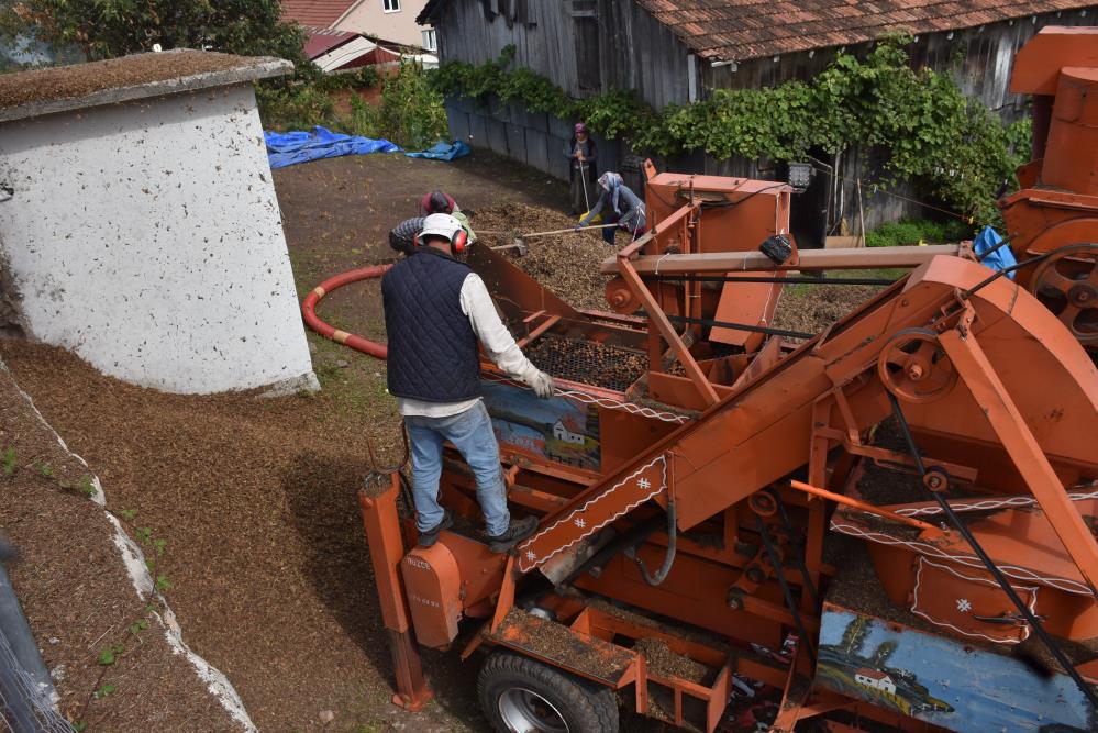 Sakarya'nın yüksek kesimlerinde fındık mesaisi devam ediyor - 2. fotoğraf