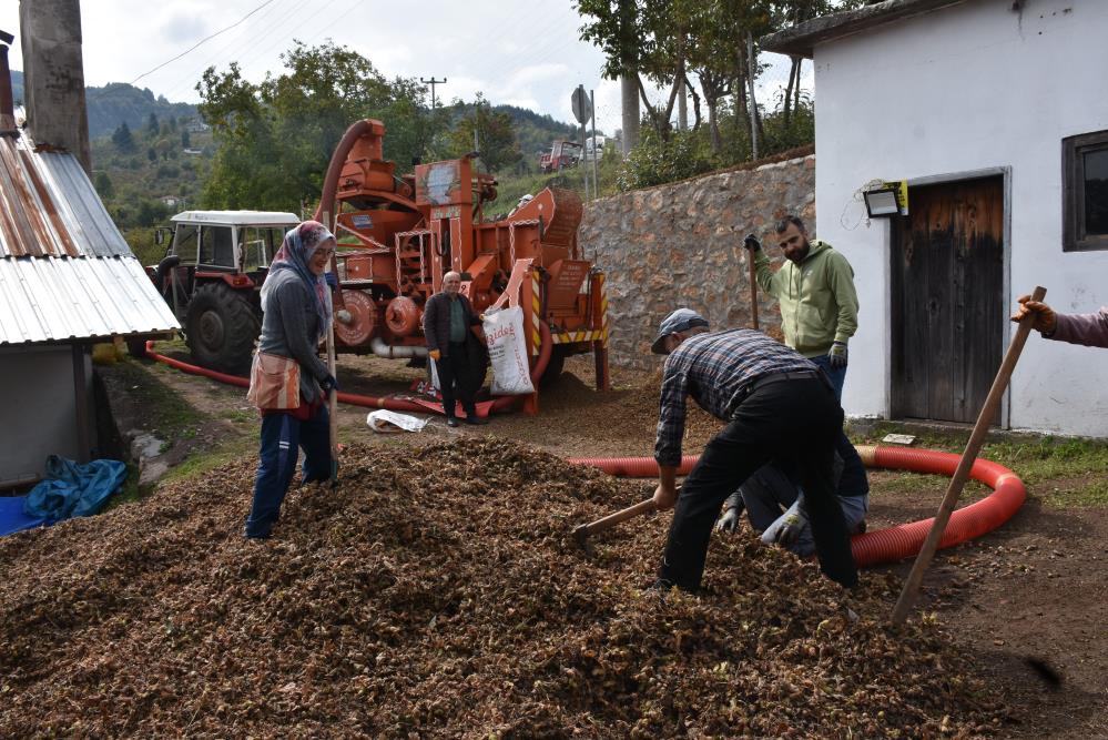 Sakarya'nın yüksek kesimlerinde fındık mesaisi devam ediyor - 3. fotoğraf