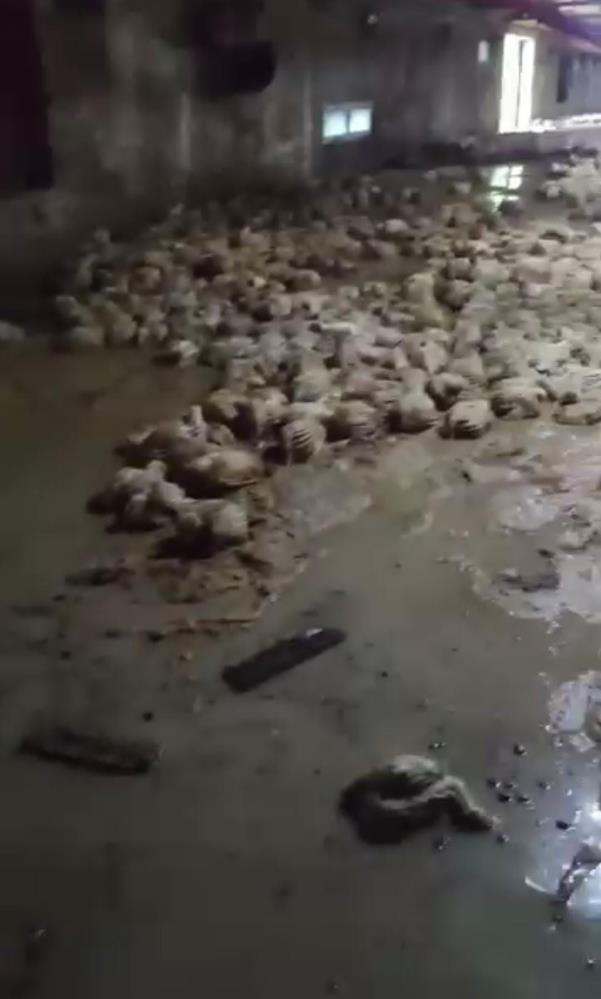 Taşkın kümesi vurdu, çok sayıda tavuk telef oldu - 1. fotoğraf