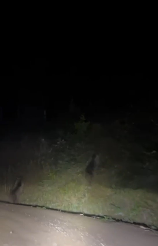 Yayla yolunda doğanın beklenmedik sürprizi - 2. fotoğraf