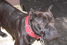 İnternetten \'pitt bull\' satışı pahalıya patladı