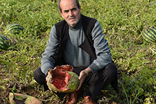 Karasuda 200 ton karpuz tarlada çürüdü