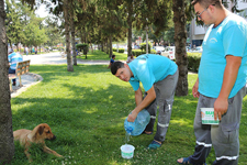 Adapazarı Belediyesi sokak hayvanlarına su ve yem bıraktı
