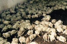 Havalandırma çalışmadı, 28 bin tavuk telef oldu
