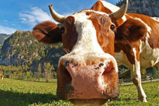 Akyazı'da Hayvan Pazarı kapatıldı