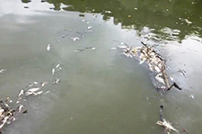 Sakarya Nehri'nde korkutan balık ölümleri