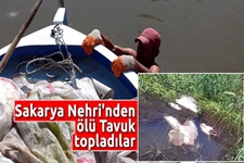 Sakarya Nehri'nden ölü tavuk topladılar