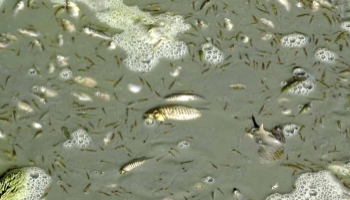 Sakarya Nehri'nde korkutan görüntü
