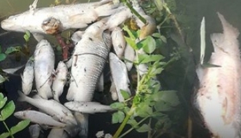 Çark Deresi'nde toplu balık ölümü