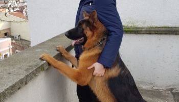 Görenlerin Dikkatine! K9 Alman Kurdu Cinsi Köpek Çalındı