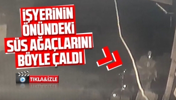 İş yerinin önündeki süs ağaçlarını böyle çaldı