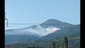 Pamukova'da orman yangını