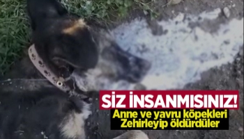 Anne köpek ve yavrularını zehirlediler