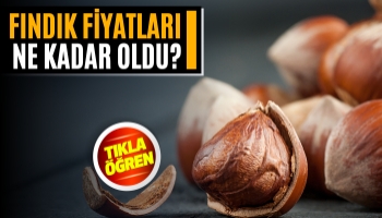 Sakarya'da Fındık Fiyatları Ne Kadar Oldu ?
