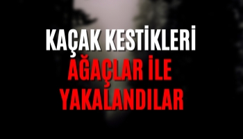 Kaçak Kestikleri Ağaçlar ile Yakalandılar