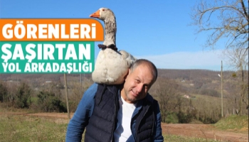 Kaz ile yol arkadaşlığı şaşırtıyor