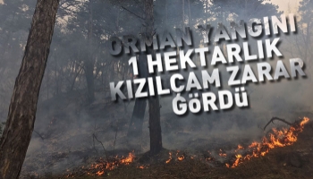 Geyve'de korkutan orman yangını
