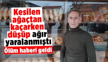 Kesilen ağaç altında kalmamak için kaçarken hayatını kaybetti