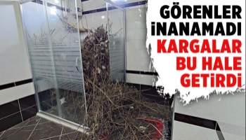 Duşakabin, kargaların getirdiği dallarla doldu.