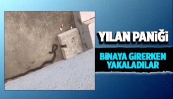 Serdivan'da yılan paniği