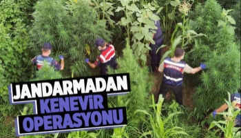 Hendek'te kenevir operasyonu
