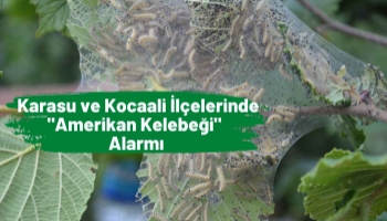 Karasu ve Kocaali İlçelerinde "Amerikan Kelebeği" Alarmı