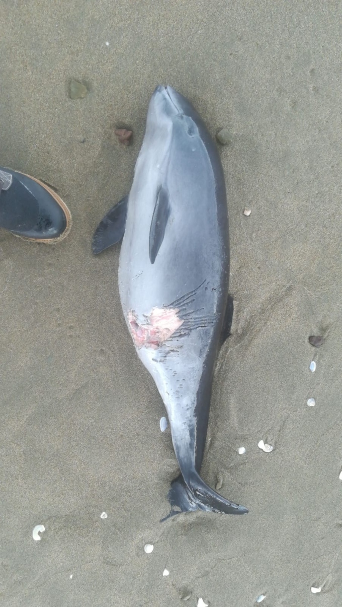 Ağır yaralı bebek yunus, kıyıya vurdu